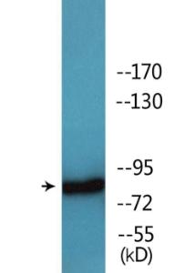 Western blot analysis of lysates from 293 cells treated with EGF 200 ng/ml 30' using Anti-B-RAF (phospho Ser446) Antibody