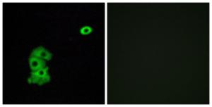 Antibody anti-OR4C6 A99793-100 100 µg