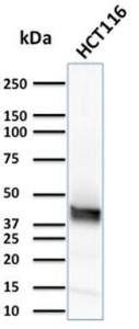 Western blot analysis of HCT116 cell lysate using Anti-Cytokeratin 15 Antibody [KRT15/2957]