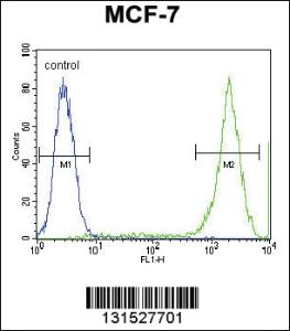 Anti-PCDH20 Rabbit Polyclonal Antibody