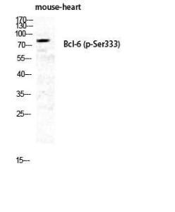 Western blot analysis of mouse HEART cells using Anti-Bcl-6 (phospho Ser333) Antibody