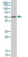 Anti-CHAD Mouse Polyclonal Antibody