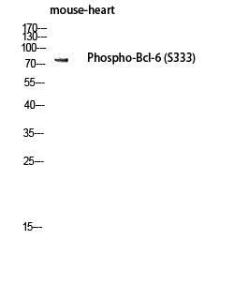 Western blot analysis of mouse heart lysis using Anti-Bcl-6 (phospho Ser333) Antibody