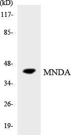 Anti-MNDA Rabbit Polyclonal Antibody