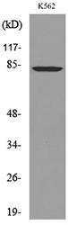 Anti-MMP9 Rabbit Polyclonal Antibody