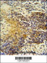 Anti-MRPS24 Rabbit Polyclonal Antibody (FITC (Fluorescein Isothiocyanate))