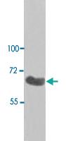 Anti-ADRA1D Rabbit Polyclonal Antibody