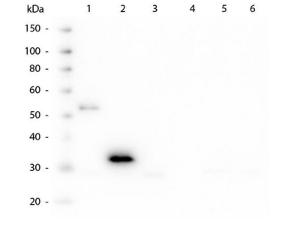 Anti-IgG F(c) Mouse Monoclonal Antibody [clone: 3D8.H7.D4]