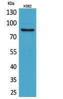 Anti-MMP9 Rabbit Polyclonal Antibody