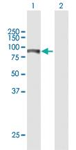 Anti-ITPKB Mouse Polyclonal Antibody