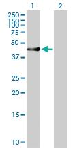 Anti-RUSC1 Mouse Polyclonal Antibody