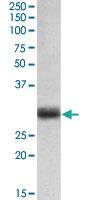 Anti-FGF5 Goat Polyclonal Antibody