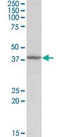 Anti-DCN Goat Polyclonal Antibody