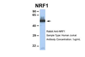 Anti-NRF1 Rabbit Polyclonal Antibody