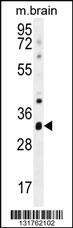 Anti-CYC1 Rabbit Polyclonal Antibody