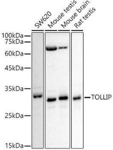 Western blot analysis of extracts of various cell lines, using Anti-Tollip Antibody (A307074) at 1:500 dilution. The secondary antibody was Goat Anti-Rabbit IgG H&L Antibody (HRP) at 1:10,000 dilution.