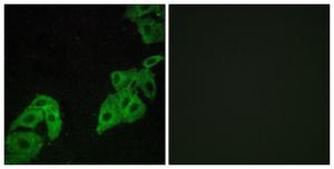 Anti-OR4C3 Rabbit Polyclonal Antibody