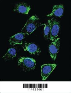 Anti-CD34 Rabbit Polyclonal Antibody