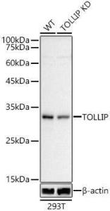 Western blot analysis of extracts from wild type (WT) and TOLLIP knockdown (KD) 293T cells, using Anti-Tollip Antibody (A307074) at 1:500 dilution. The secondary antibody was Goat Anti-Rabbit IgG H&L Antibody (HRP) at 1:10,000 dilution.