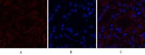 Anti-MMP9 Rabbit Polyclonal Antibody