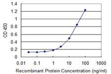 Anti-DPP8 Mouse Monoclonal Antibody [clone: 1B10]