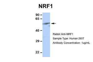 Anti-NRF1 Rabbit Polyclonal Antibody