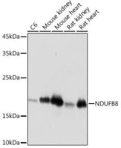 Antibody A307077-100 100 µl