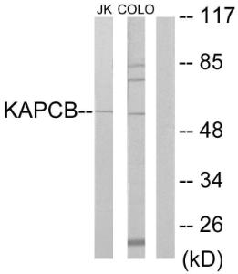 Western blot analysis of lysates from Jurkat and COLO205 cells using Anti-KAPCB Antibody. The right hand lane represents a negative control, where the antibody is blocked by the immunising peptide