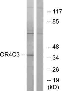 Anti-OR4C3 Rabbit Polyclonal Antibody