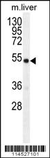 Anti-GDF6 Rabbit Polyclonal Antibody