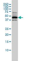 Anti-RCC1 Mouse Monoclonal Antibody [clone: 2F1]