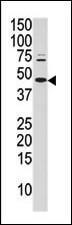 Anti-JUN Rabbit Polyclonal Antibody