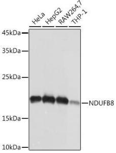 Antibody A307077-100 100 µl