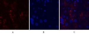 Anti-MMP9 Rabbit Polyclonal Antibody