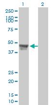 Anti-RCC1 Mouse Monoclonal Antibody [clone: 2F1]