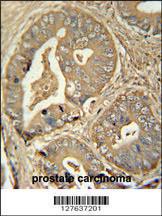 Anti-ISCA2 Rabbit Polyclonal Antibody