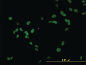 Anti-RCC1 Mouse Monoclonal Antibody [clone: 2F1]