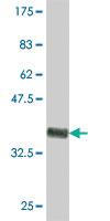 Anti-TSKS Mouse Polyclonal Antibody