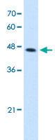 Anti-CTH Rabbit Polyclonal Antibody