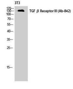 Anti-TGF beta Receptor III antibody