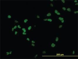 Anti-RCC1 Mouse Monoclonal Antibody [clone: 2F1]