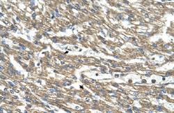 Anti-CTH Rabbit Polyclonal Antibody