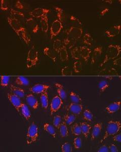 Antibody A307077-100 100 µl