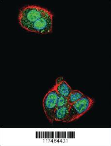 Anti-NCL Rabbit Polyclonal Antibody