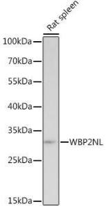 Western blot analysis of extracts of Rat spleen, using Anti-WBP2NL Antibody (A307078) at 1:1,000 dilution