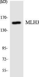 Anti-MLH3 Rabbit Polyclonal Antibody