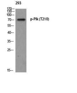 Antibody anti-PLK1 phospho THR210 100 µg