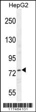 Anti-NCL Rabbit Polyclonal Antibody