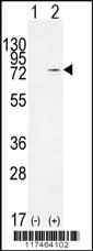 Anti-NCL Rabbit Polyclonal Antibody