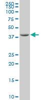 Anti-SPO11 Mouse Polyclonal Antibody